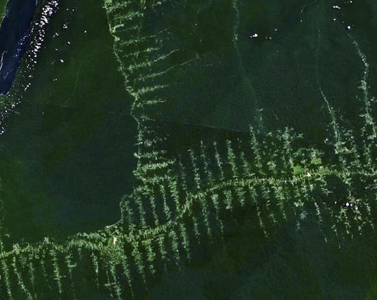 巴西亚马孙公路卫星图，大大小小的支路被开发，产生了“鱼骨状效应”。（图片来自网络）